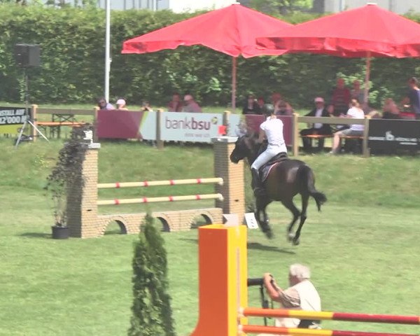 Reitturnier Uster 2018