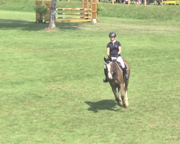 Reitturnier Uster 2018