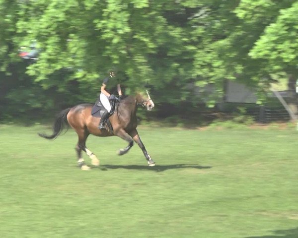 Reitturnier Uster 2018