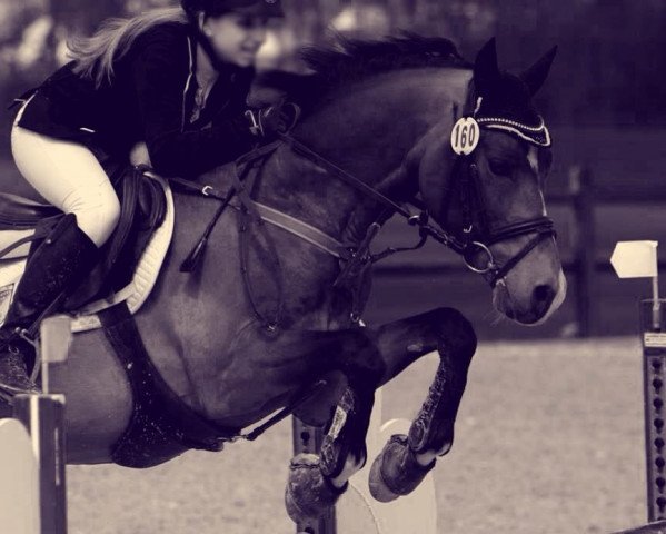 Deckhengst Gavanie (Belgisches Reitpony, 2002, von Emmickhoven's Diego)