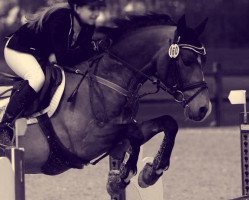 stallion Gavanie (Belgian Riding Pony, 2002, from Emmickhoven's Diego)