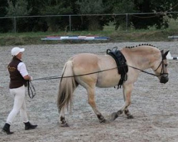 dressage horse Osko (Fjord Horse, 1991, from Ohlsen)
