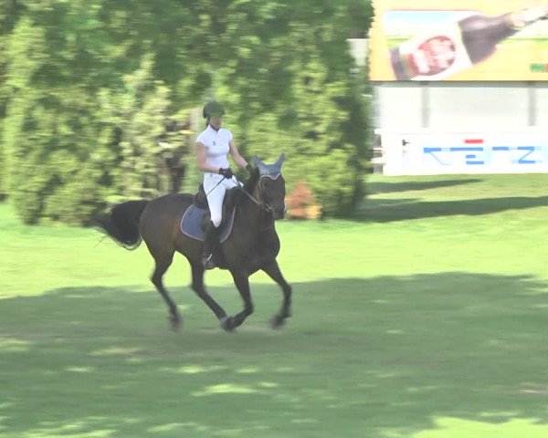 Reitturnier Uster 2018