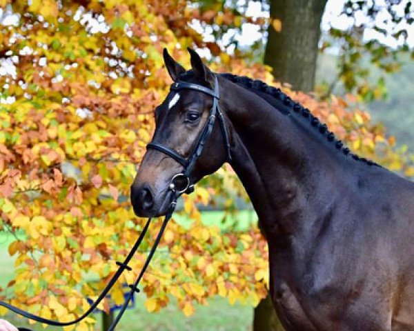 Deckhengst Casual Chic SR Z (Hannoveraner, 2012, von Castino 4)