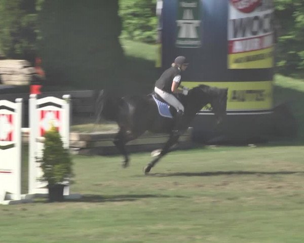 Reitturnier Uster 2018