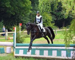 jumper Ramazotti 189 (German Sport Horse, 2009, from Rajko)