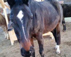 stallion Askaban 16 (German Sport Horse, 2004, from Aletto)