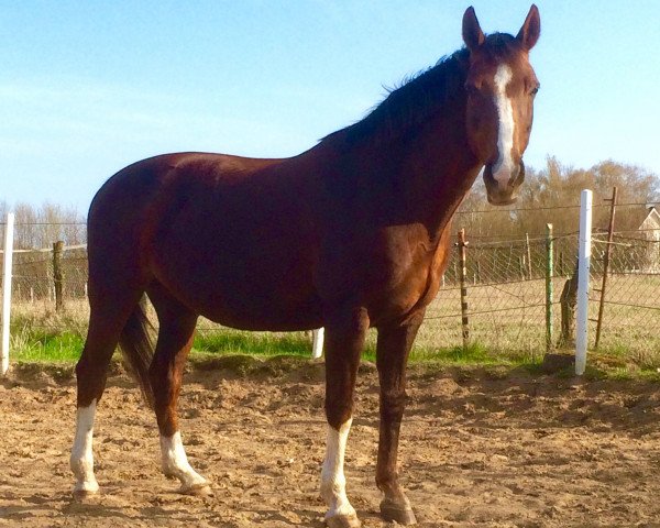 horse Dominique 142 (Oldenburg, 1993, from Feldherr)