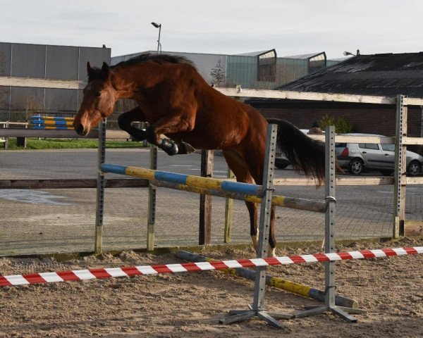 horse Kojak (KWPN (Royal Dutch Sporthorse), 2015, from Namelus R)