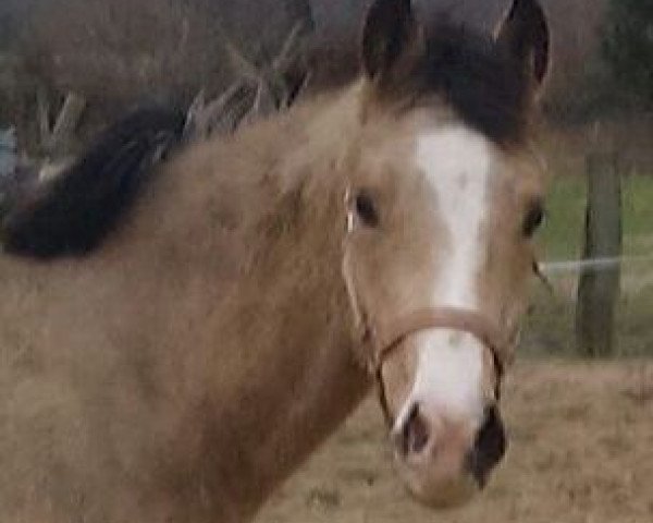Dressurpferd Calimero (Deutsches Reitpony, 2014, von Cartier de Deluxe)