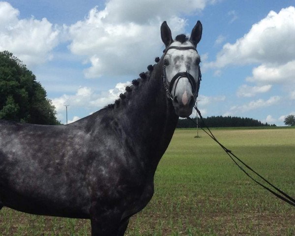 jumper Alaska vh Schaeck Z (Zangersheide riding horse, 2012, from Asca Z)