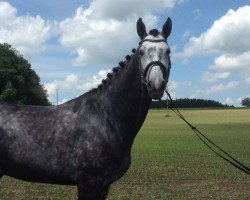 jumper Alaska vh Schaeck Z (Zangersheide riding horse, 2012, from Asca Z)