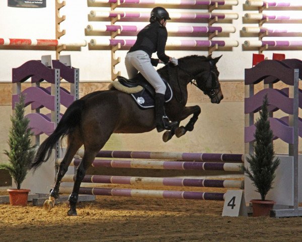 dressage horse Jakota (German Riding Pony, 2003, from Alibaba) dressage horse Jakota (German Riding Pony, 2003, from Alibaba)