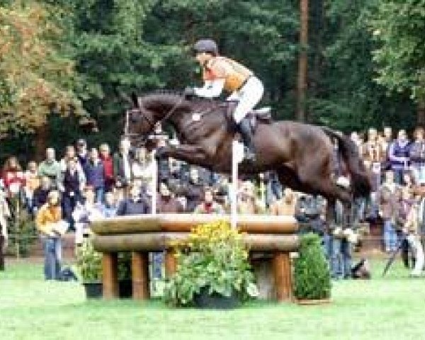 Springpferd Parmenides 4 (Trakehner, 2004, von Sir Chamberlain)