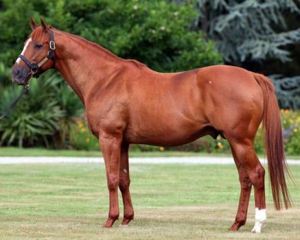 stallion Dr. Fong xx (Thoroughbred, 1995, from Kris S xx) stallion Dr. Fong xx (Thoroughbred, 1995, from Kris S xx)