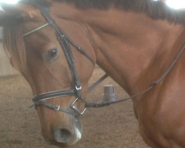 Pferd Ironman (Trakehner, 2006, von Hoftänzer)