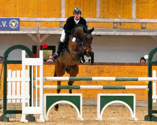 jumper Cini Mini Pj (Hanoverian, 2011, from Cardenio)