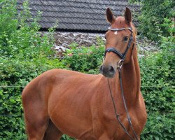 jumper Centurio Pj (Hanoverian, 2013, from Carrico)