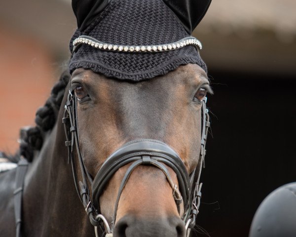 dressage horse Rock it Man (Westphalian, 2007, from Rock Forever NRW)
