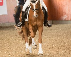 Dressurpferd Captain Jack K (Deutsches Reitpony, 2011, von Chantre's Held)