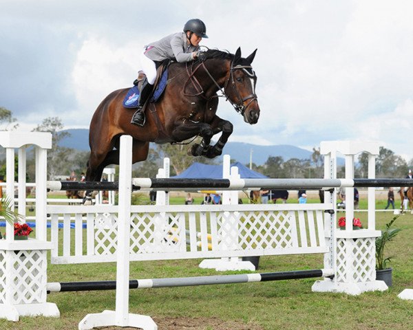 horse Enzo PJ (Hanoverian, 2003, from Escudo I)
