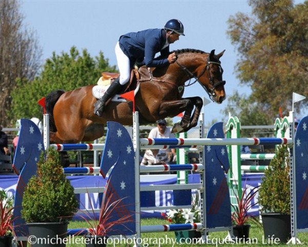 jumper Silvo (Hanoverian, 2002, from As di Villagana)
