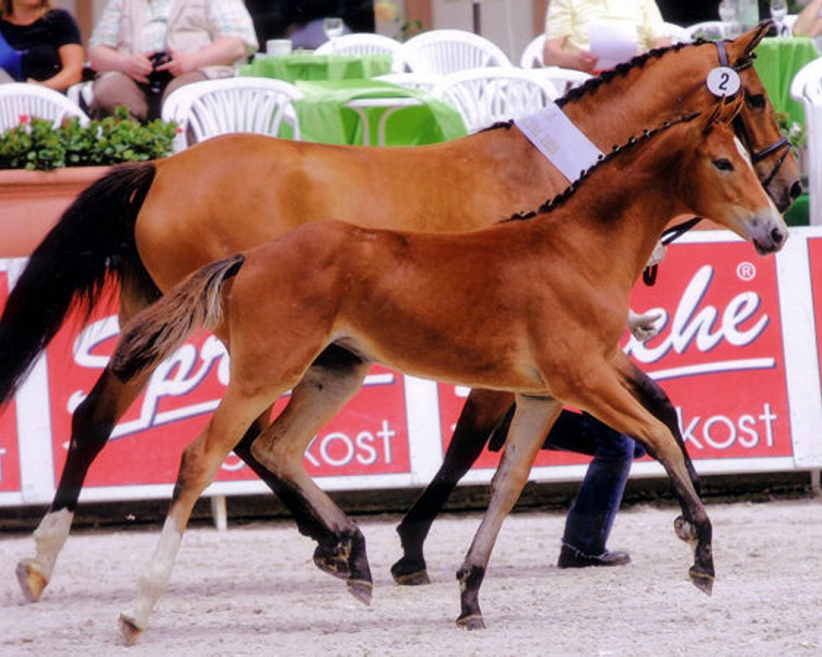 broodmare Velvet PJ (Hanoverian, 2008, from Vulkano FRH)
