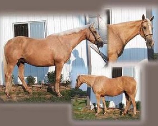broodmare Queen Debonair xx (Thoroughbred, 1990, from Milkie xx) broodmare Queen Debonair xx (Thoroughbred, 1990, from Milkie xx)