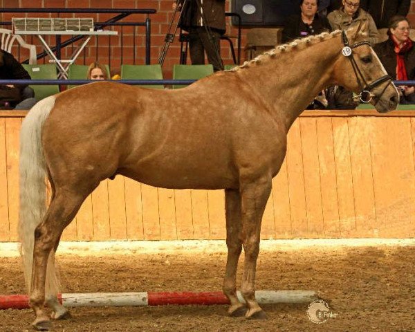 stallion Allthegoldnftknox xx (Thoroughbred, 2009, from Red White N Gold xx) stallion Allthegoldnftknox xx (Thoroughbred, 2009, from Red White N Gold xx)