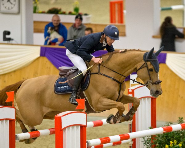 Zuchtstute Gentiane de La Pomme (Belgisches Warmblut, 2006, von Shindler de Muze)