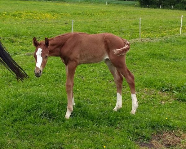 horse Vico (German Riding Pony, 2017, from Top Vidal)