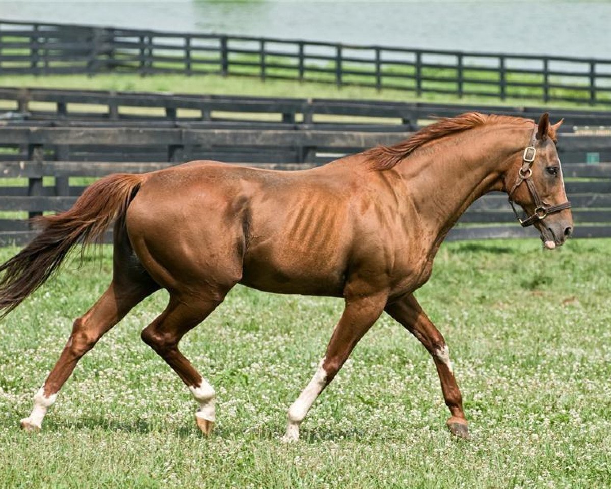 stallion Marquetry xx (Thoroughbred, 1987, from Conquistador Cielo xx)