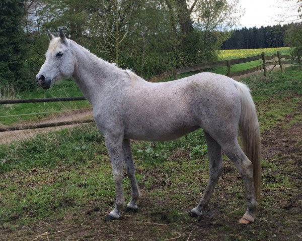 broodmare Shi Aila ox (Arabian purebred, 1998, from Ghandur II)