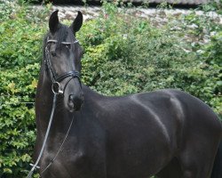 broodmare Fairybell PJ (Hanoverian, 2015, from For Pleasure)