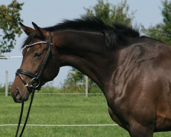 broodmare Carrie PJ (Hanoverian, 2014, from Codex One)