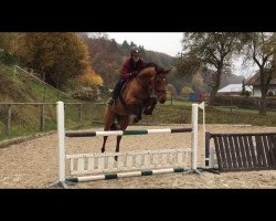 jumper Chicca de la Luna 4 (Holsteiner, 2011, from Cezaro)