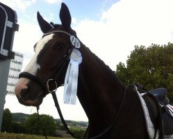 dressage horse Duracellmännchen (Hanoverian, 2005, from De Niro)