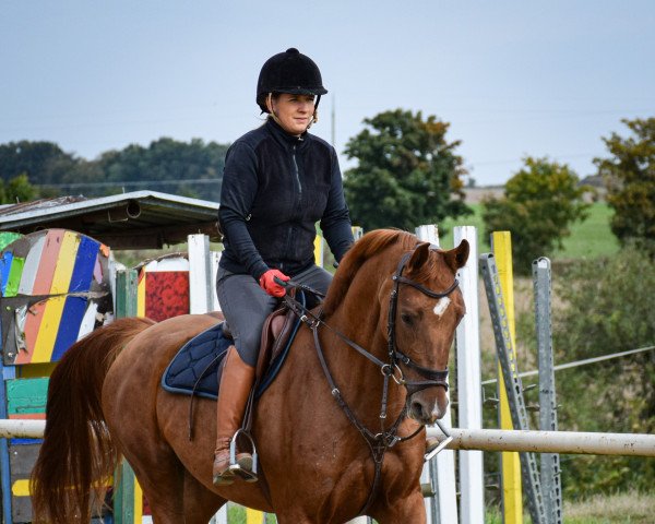 horse Brenda (Holsteiner, 2017, from Brantzau)