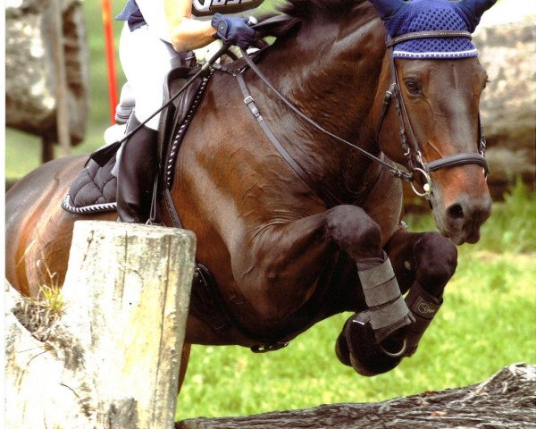 horse Boleybawn Prince (Irish Sport Horse, 2004, from Colin Diamond) horse Boleybawn Prince (Irish Sport Horse, 2004, from Colin Diamond)