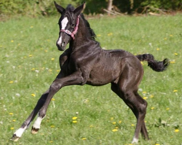 dressage horse Elise von der Heder (Oldenburg, 2017, from Sezuan)