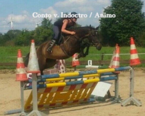 broodmare Conto (KWPN (Royal Dutch Sporthorse), 2007, from Indoctro)
