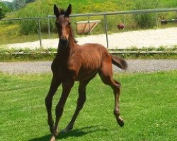 jumper Special Z (Zangersheide riding horse, 2014, from I'm Special de Muze)