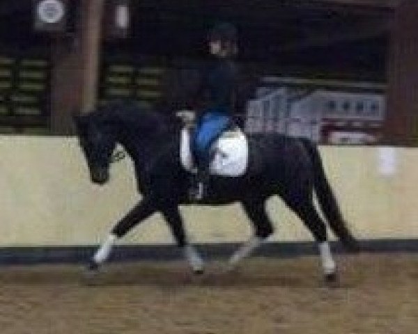 horse Sindarela - H (Hanoverian, 2011, from Sir Calypso)