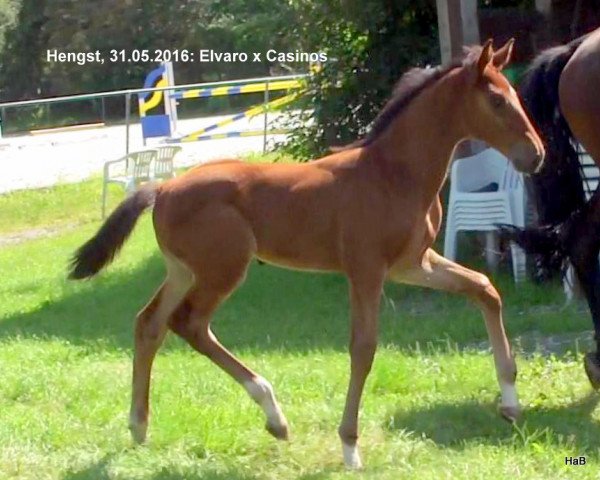 jumper Elvaros Pompier H.a.b Z (Zangersheide riding horse, 2016, from Elvaro)