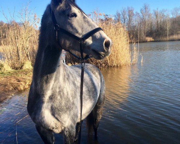 broodmare Cattiva (German Sport Horse, 2009, from Catall)