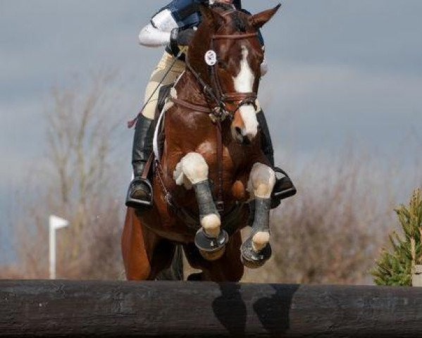 stallion Ustinov van Elsenham (anglo european sporthorse, 2004, from Utah van Erpekom)