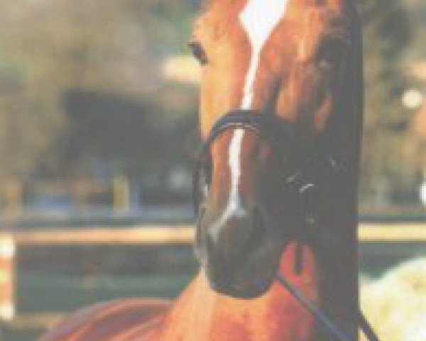 Pferd Don Giovanni G (Oldenburger,  , von Donnerhall)