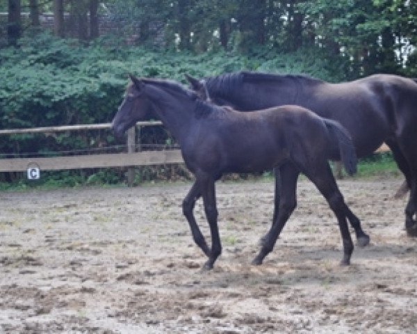 broodmare Di C' Estella (Oldenburg, 2012, from Zardin Firfod)