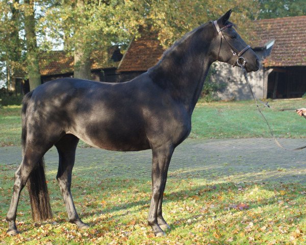 horse Kalila G (Oldenburg, 2007, from Dream On)