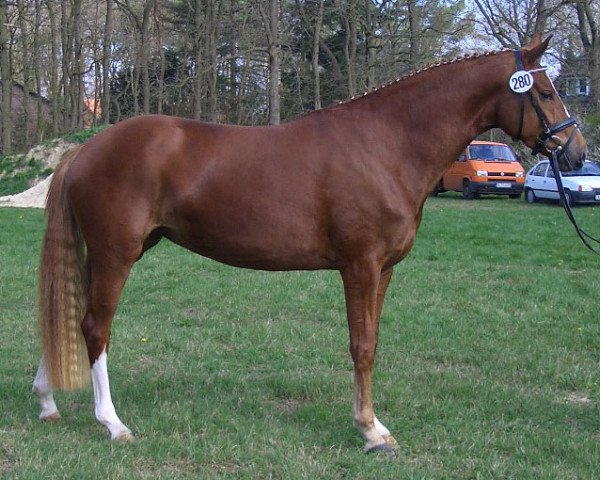 horse Karima G (Oldenburg, 2000, from Dream of Glory)